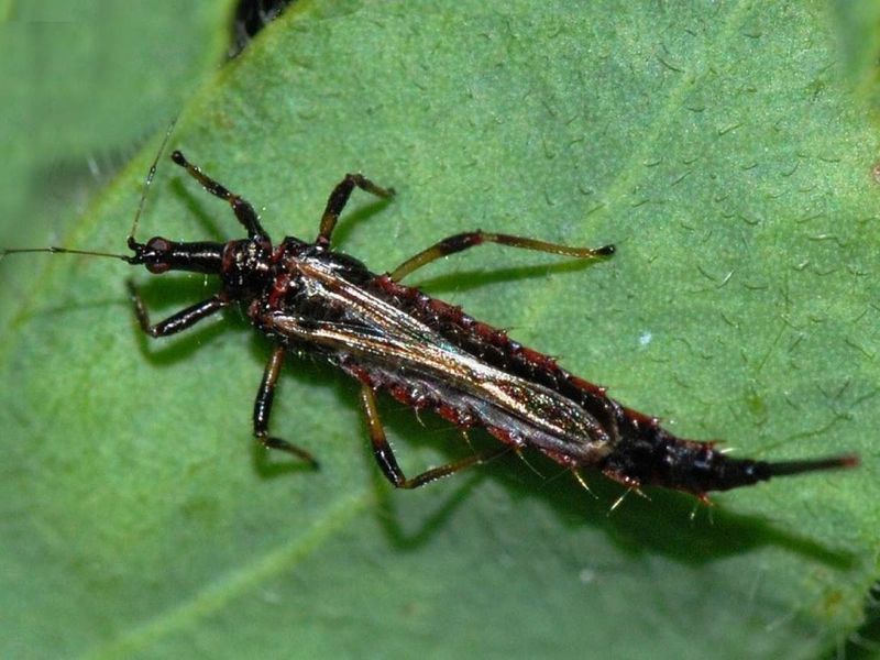 Трипсы. Что делать, если на рассаде появились трипсы? - AGROzen