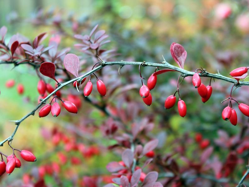 Барбарис Тунберга - сочетание красоты и пользы