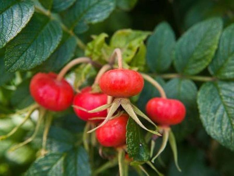 Шиповник - кустарник здоровья