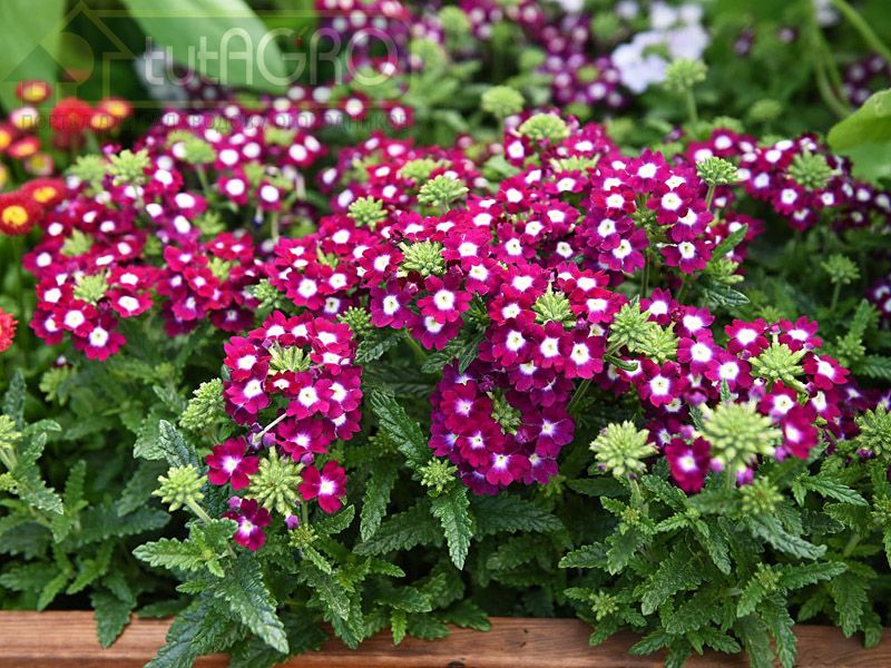 Что посеять в феврале и марте?