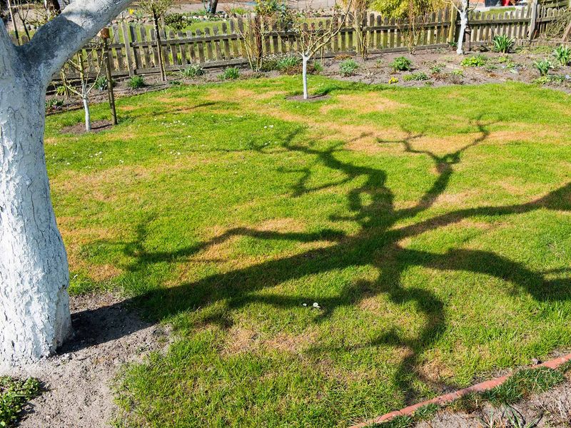 Что делать, если плодовые деревья подмерзли?