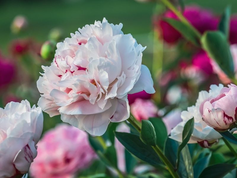 Чтобы пионы расцвели пышным цветом