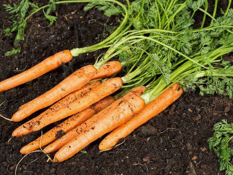 Морковь: как посеять без проблем