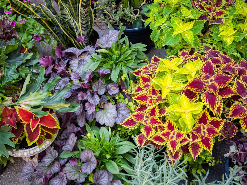 Цветник на «мокром месте» 