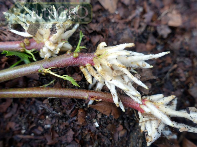 Корневин - стимулятор корнеобразования