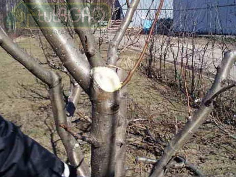 Рост ниже - урожай выше