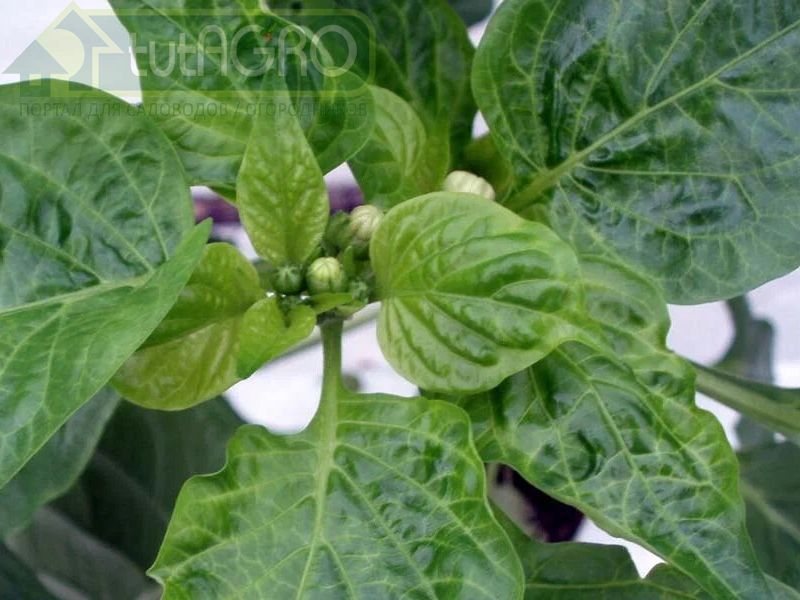 Рассада замерла и не хочет расти? Палочка-выручалочка для урожая