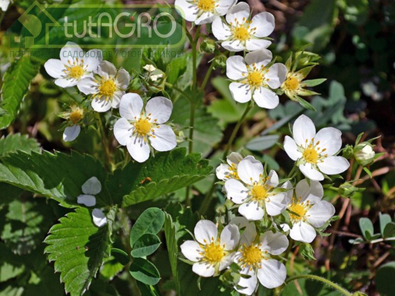 Не переБОРщите!