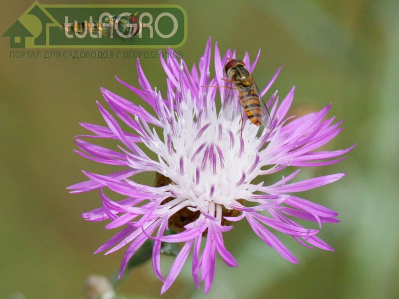 Все условия для санитаров сада
