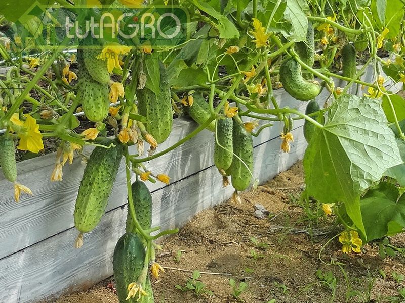 Надо ли удалять цветки у кабачков, огурцов и картофеля?