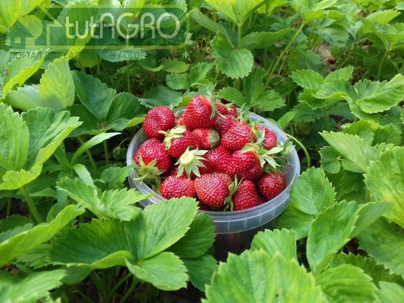 Летняя посадка клубники – залог богатого урожая