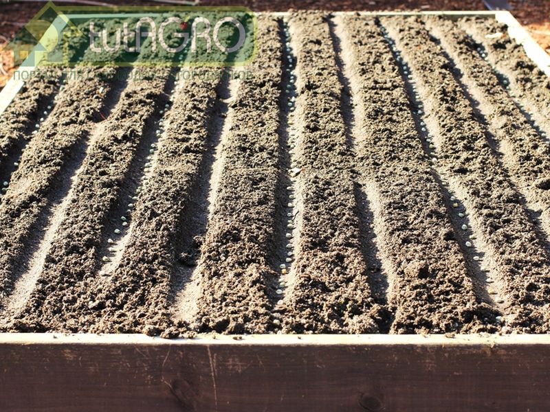 Повторные посевы