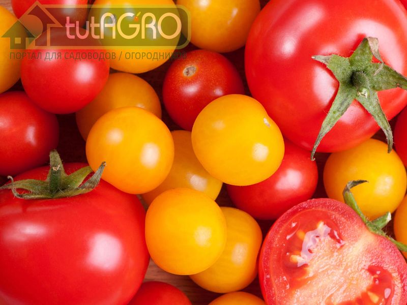 Рецепт подкормки в период налива плодов