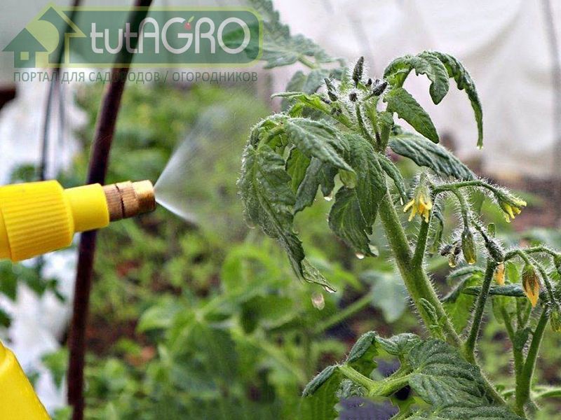 Лечебная подкормка томатов