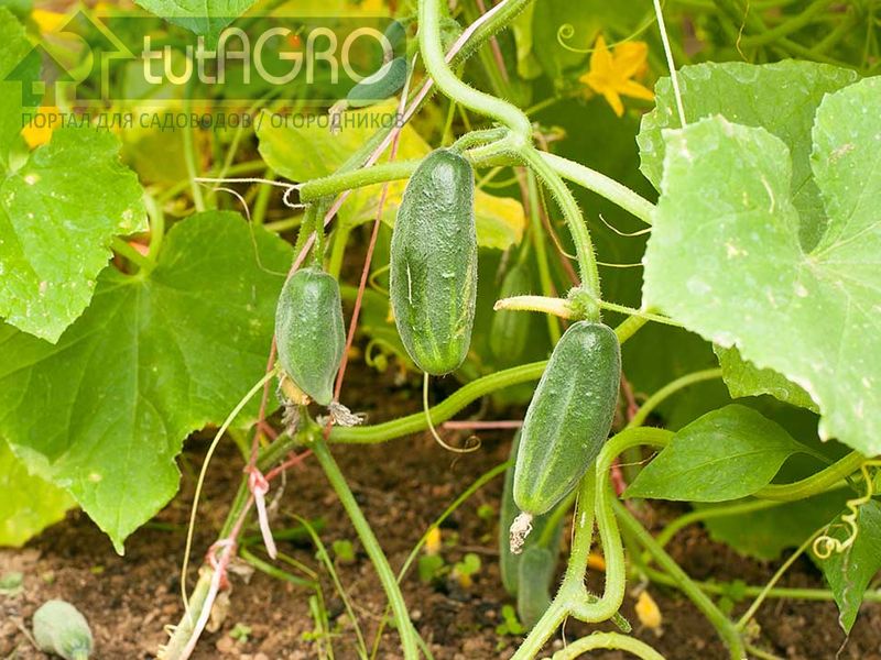 Огуречные советы - AGROzen