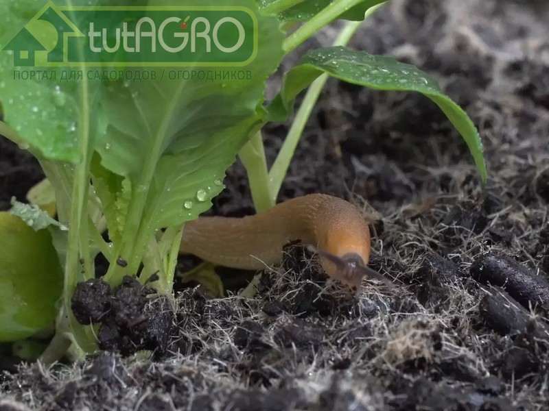 Шерсть против слизней? Навряд ли! - AGROzen.ru