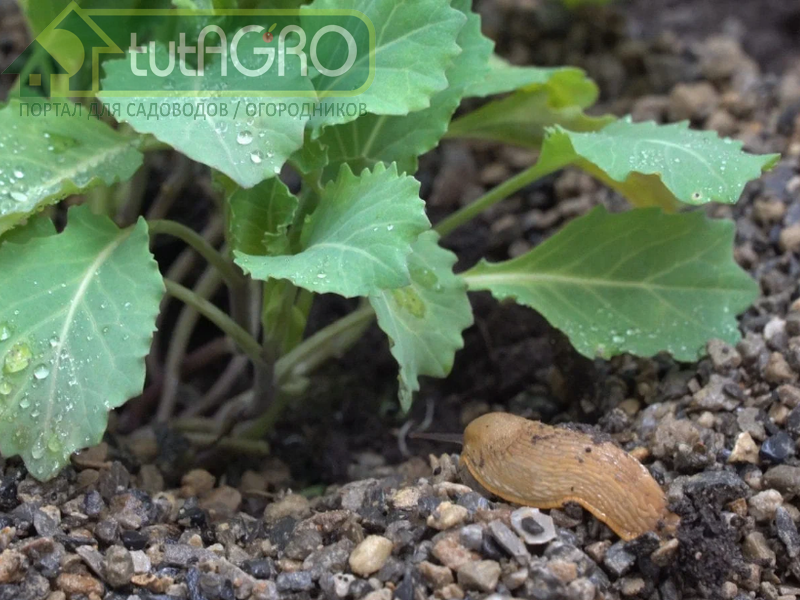 Перлит, вермикулит, цеолит, керамзит и диатомит - AGROzen.ru