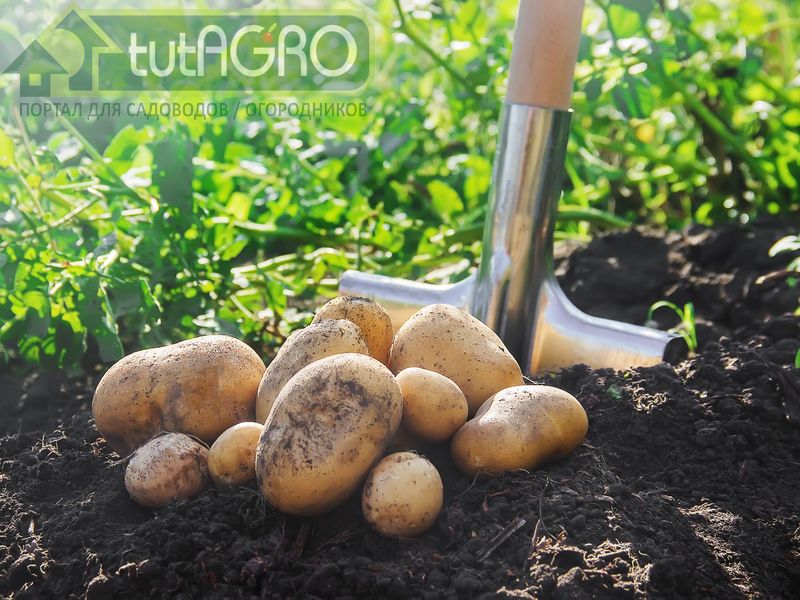 Типичные ошибки при уборке картофеля - AGROzen