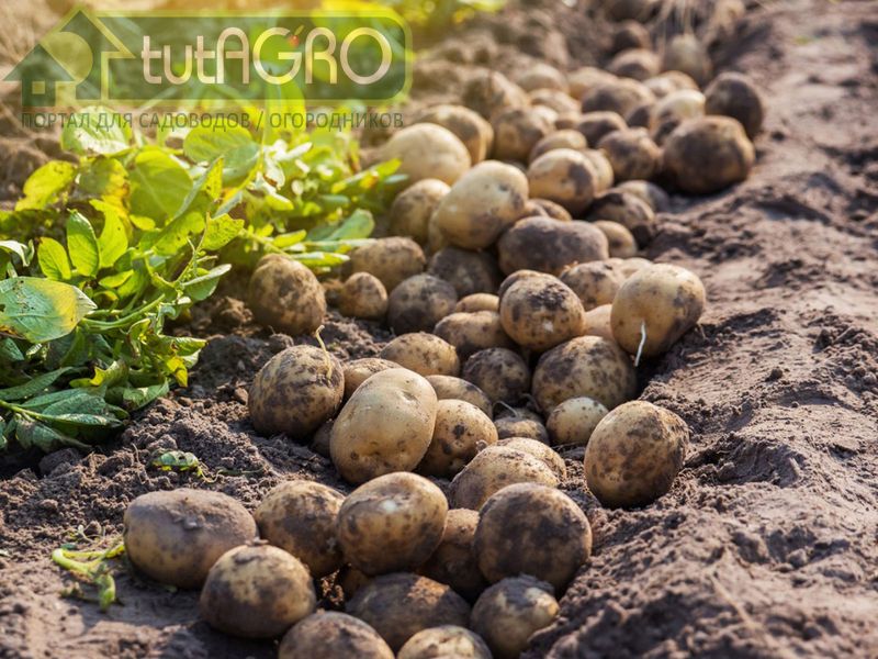 Типичные ошибки при уборке картофеля - AGROzen