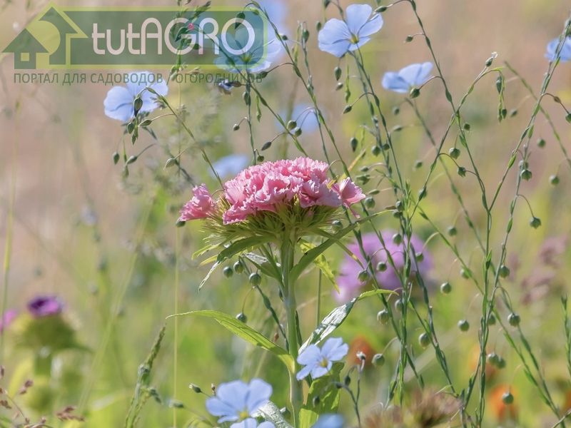 Удобряйте растения… растениями!