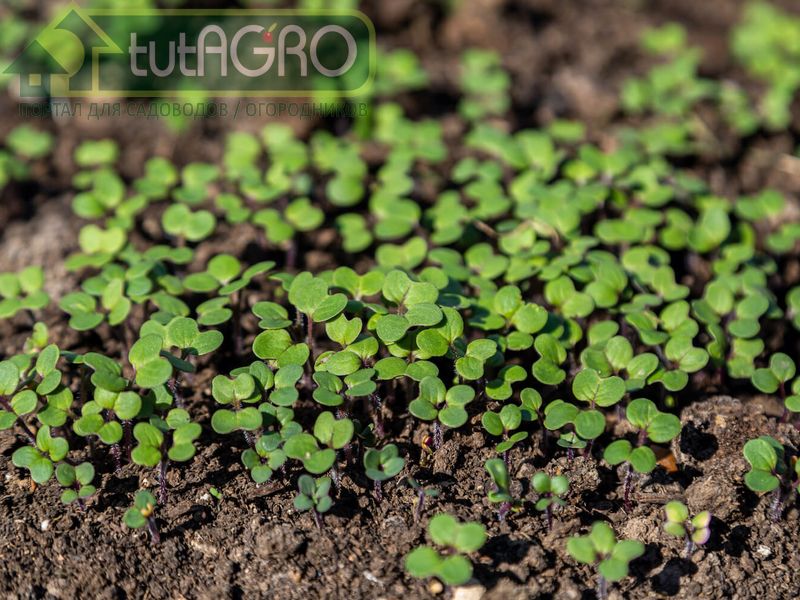 Сидераты - это растения, которые высевают для защиты почвы от эрозии