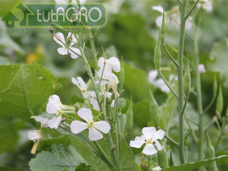 Как выращивать сидераты?