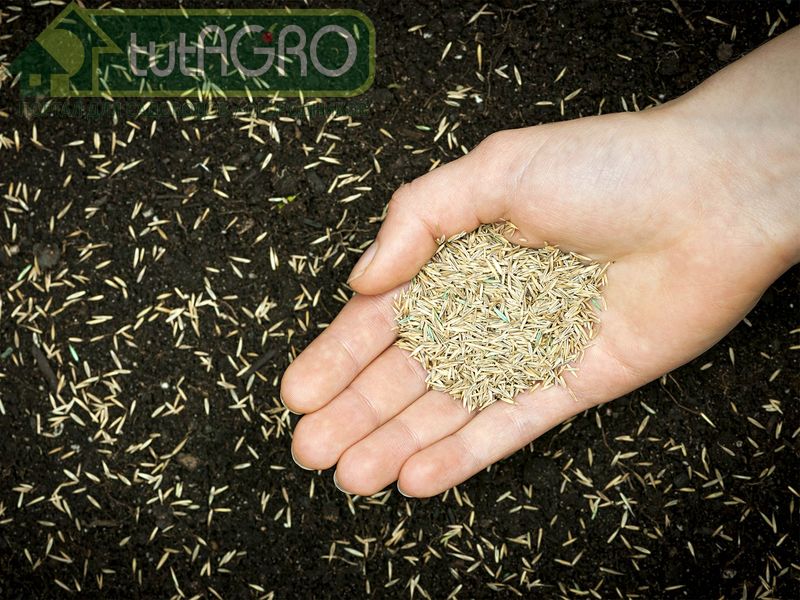 Как выбрать сидераты для посадки?