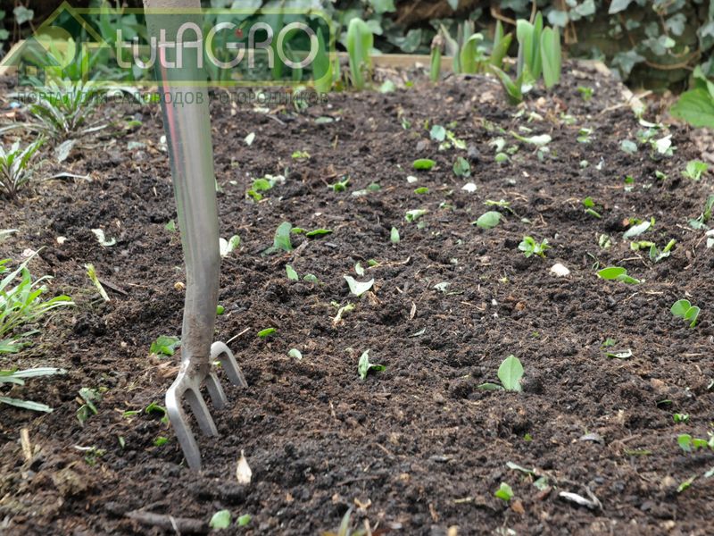 Сидераты. Как правильно садить?