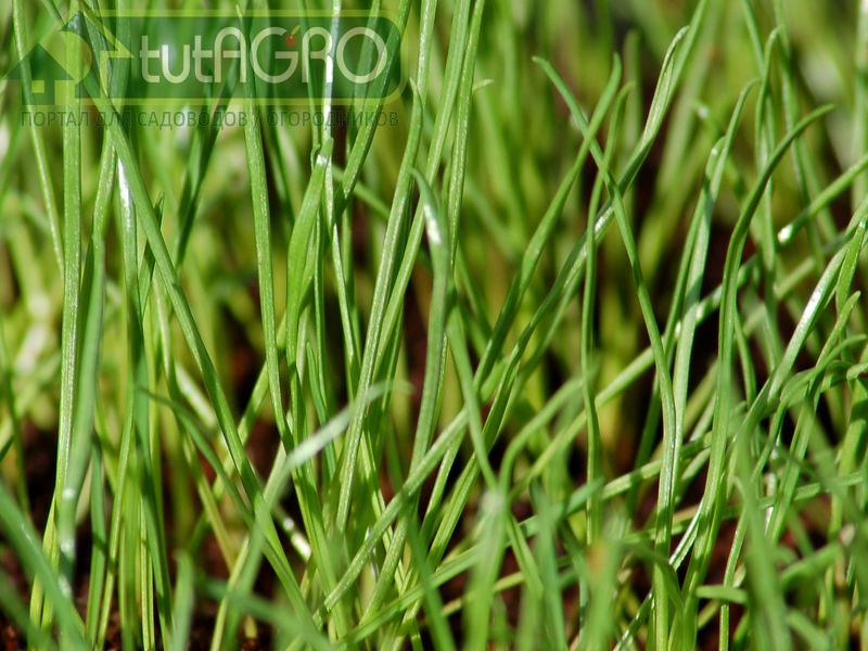 Польза сидератов