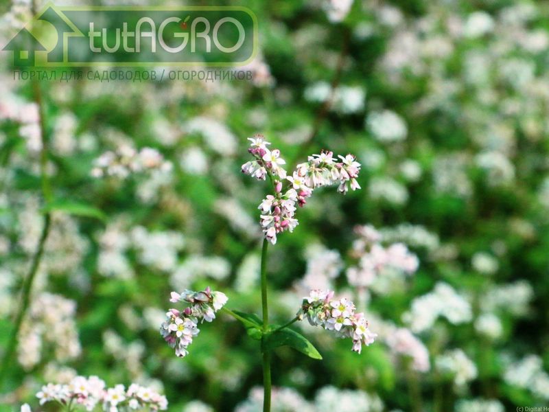 Выбор сидератов для огорода