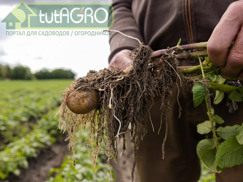 Все овощи страдают от лазутчика-фузариума - AGROzen