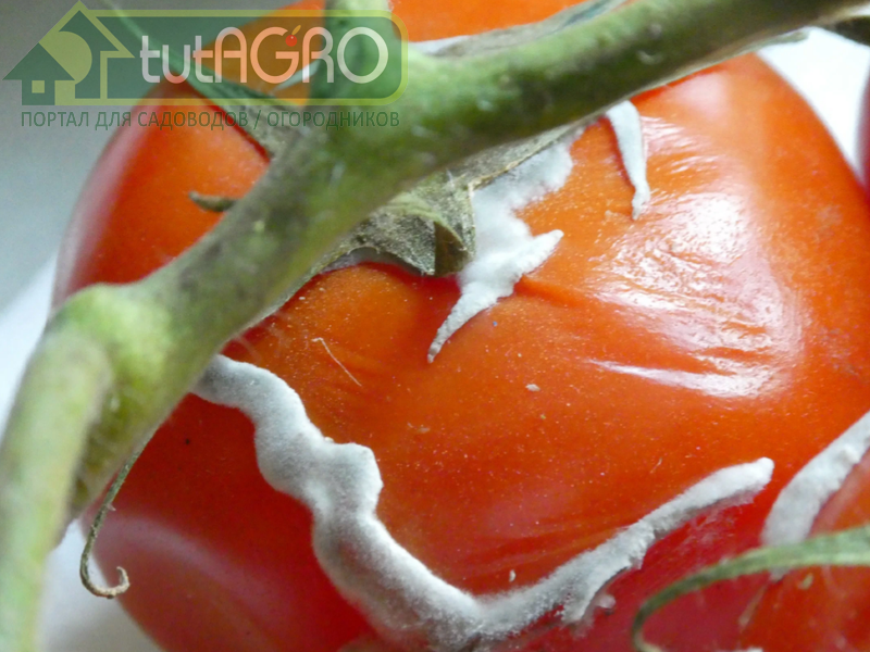 Но вот наступает фузариоз... - AGROzen