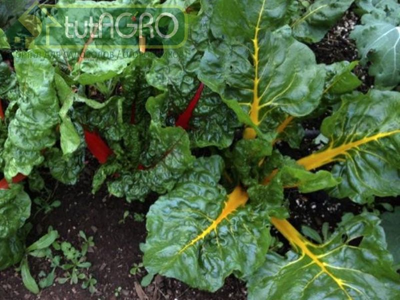 Отлично зимуют петрушка, сельдерей и мангольд - AGROzen