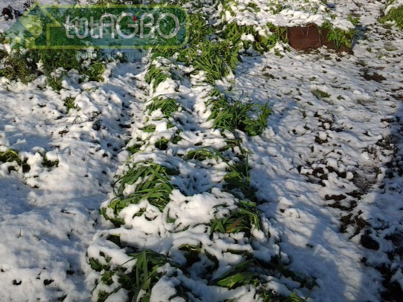 Для комфортной зимовки корнеплодов грядки надо укрыть - AGROzen