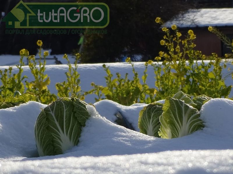 овощи можно оставить в огороде - AGROzen
