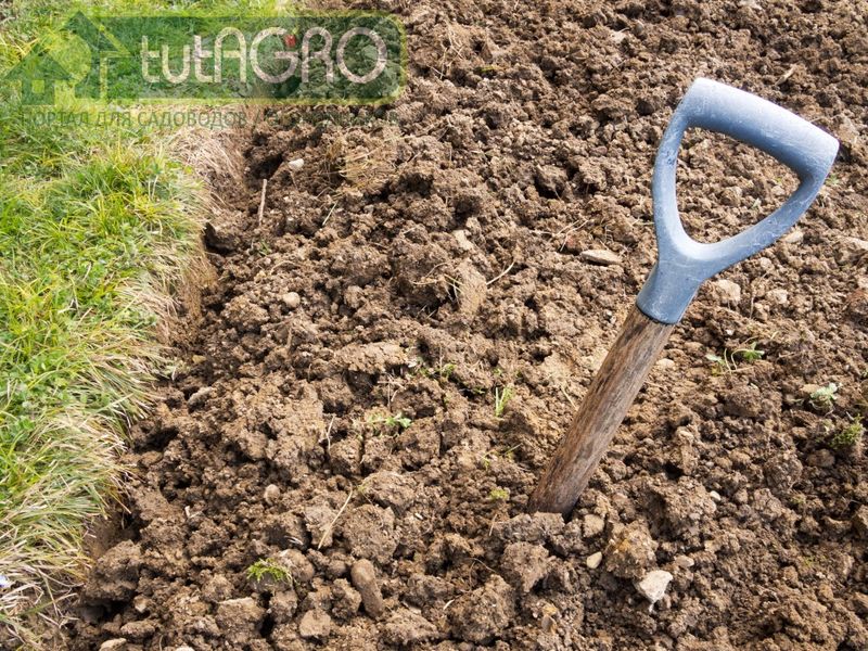 Что нужно сделать в огороде осенью? Советы опытных огородников - AGROzen