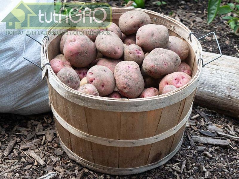 Для задержки прорастания клубней можно использовать мяту - AGROzen