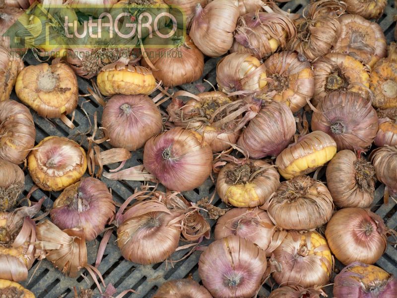 Гладиолусы - AGROzen