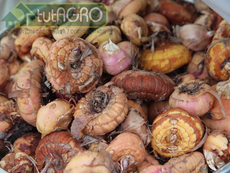 Проблемы хранения гладиолусов в зимний период - AGROzen
