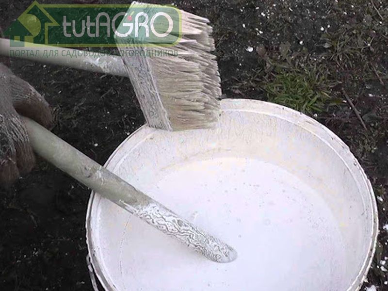 Раствор дл побелки сада в мороз - AGROzen