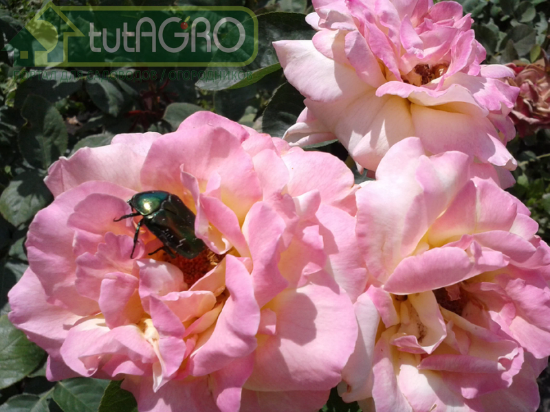 Бронзовики - AGROzen