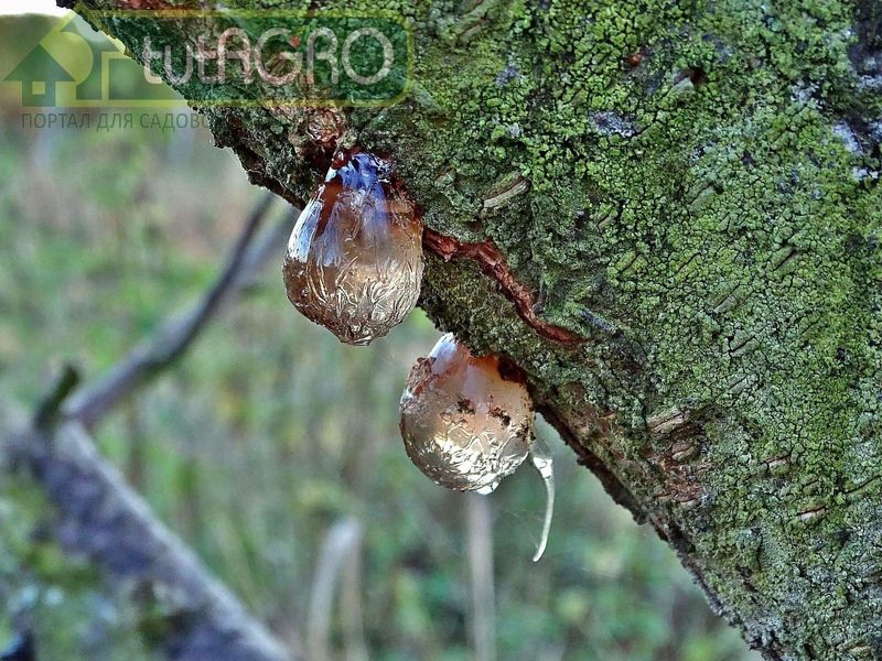 Камедетечение у косточковых Камедетечение у косточковых - AGROzen