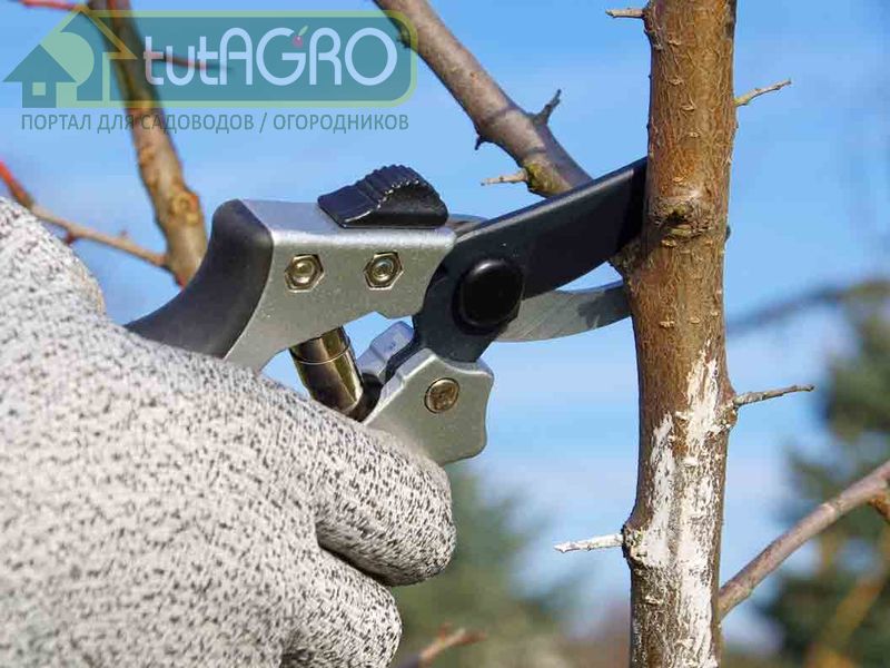 Период физиологического покоя у растений бывает разным - AGROzen