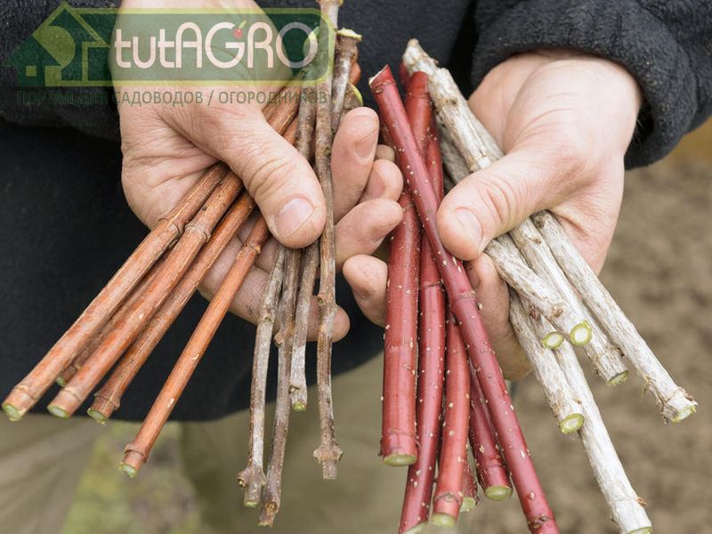 Весной высаживают черенки, углубляя их в почву на всю их длину - AGROzen