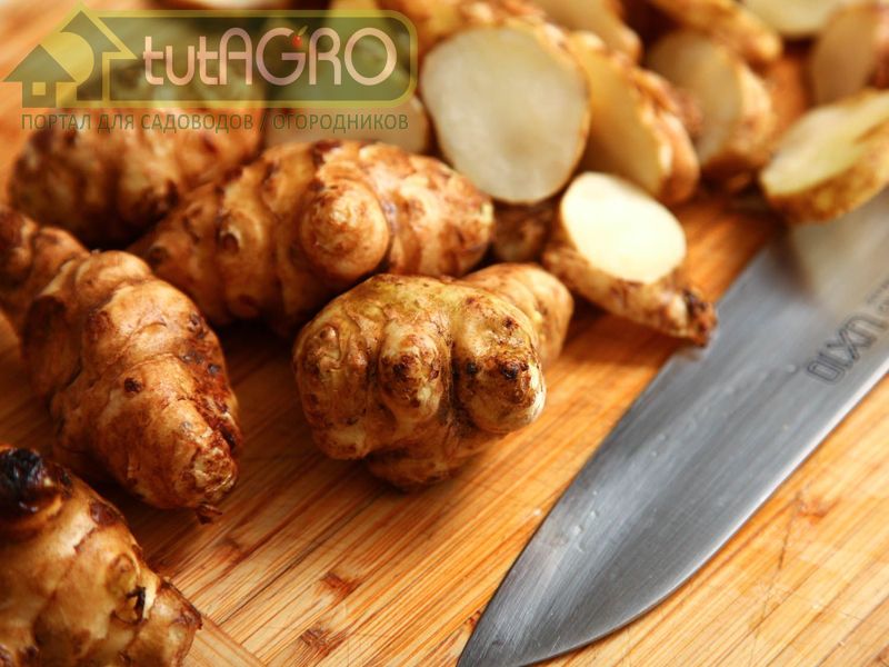 Вкус топинамбура специфический Вкус топинамбура специфический - AGROzen