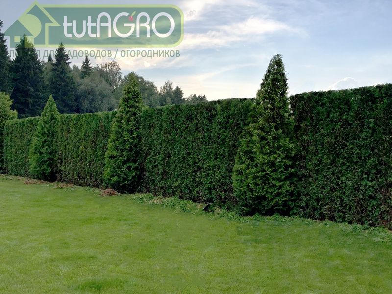 Виды изгородей достаточно разнообразны - AGROzen