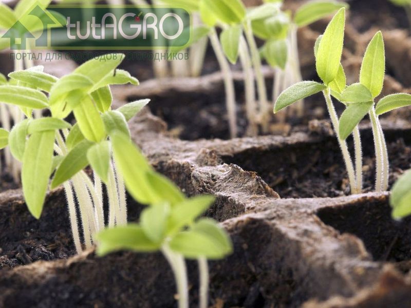 Рассада без ошибок. Ошибки при выращивании рассады Рассада без ошибок. Ошибки при выращивании рассады - AGROzen