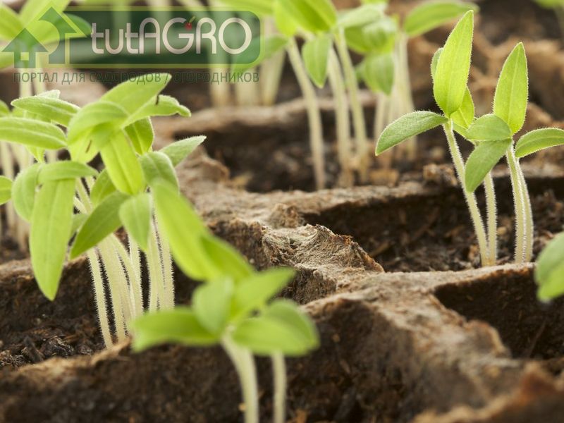Идея гнездовой посадки растений не нова - AGROzen