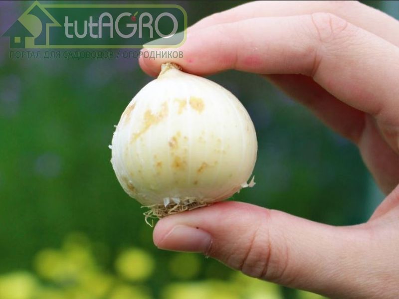 Размножаются анзуры луковицами и семенами - AGROzen