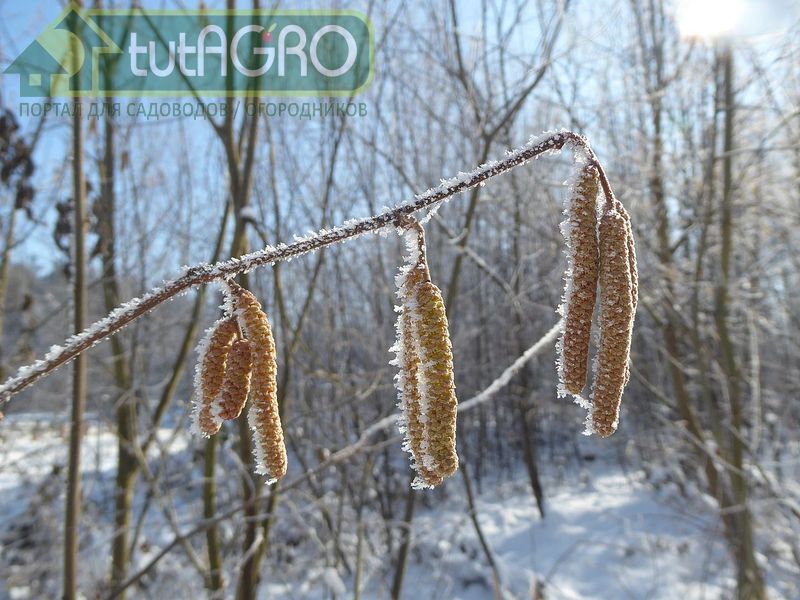 Лещина отличается очень ранним цветением Лещина отличается очень ранним цветением - AGROzen